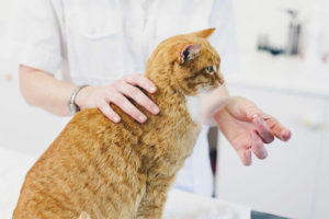 Beroligende midler til katter og katter