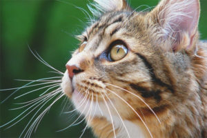 Pourquoi un chat et un chat ont-ils besoin d'une moustache