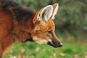 Loup à crinière