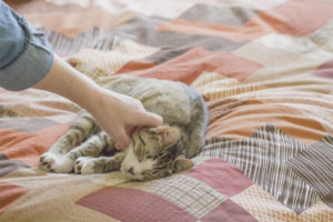 Jak odstavit kočku na postel