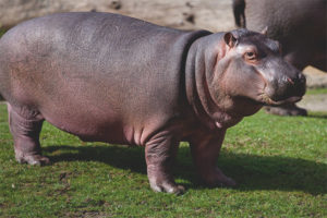 Pygmy hippo