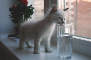 Yavru kedi su içmiyor
