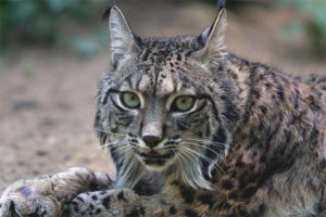 Lynx ibérique