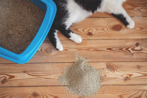 Tại sao con mèo đi vệ sinh qua khay