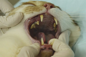 Why do cats lose their teeth