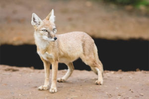 Renard des steppes