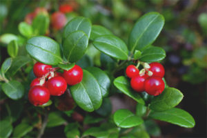What are useful cranberry leaves