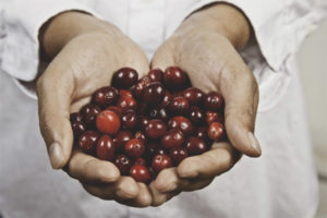 Cranberries for cystitis
