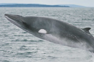 Minke balinası
