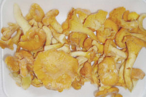 Chanterelles dondurduktan sonra neden acı