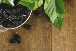 Mulberry in diabetes