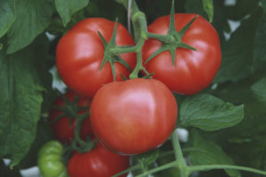 Tomato Grandma's bast basket