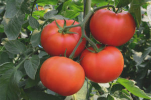 Capanna Ricca Di Pomodoro