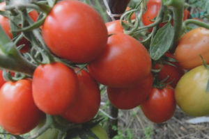 Tomato Darenka