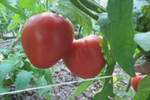 Tomato Donna Anna