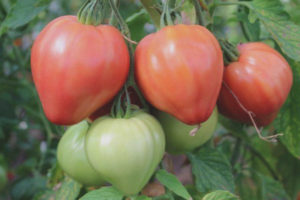 Anima di pomodoro della Siberia