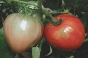 Tomato Sovereign F1