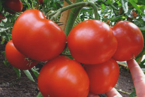 Pomodoro Gravità