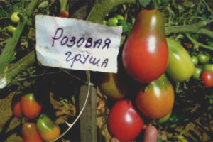 Pomodoro Pera Rosa