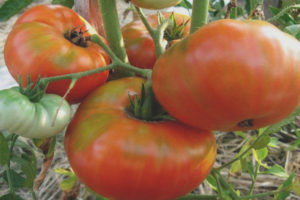 Tomatsibir