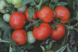 Tomato Impala