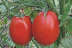 Tomato Cadet