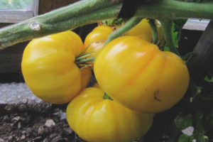 Tomato Kazakhstan yellow