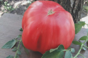 Tomato King Kong