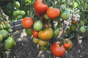 Cipresso Di Pomodoro