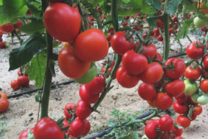 Tomato Shot