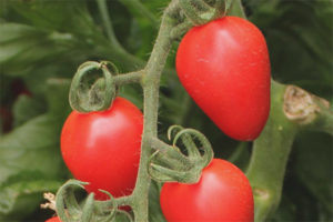 Pomodoro Fragola