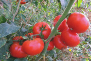 Tomato Korneevsky