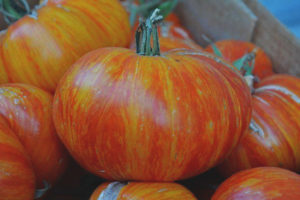 Pomodoro Re della Bellezza