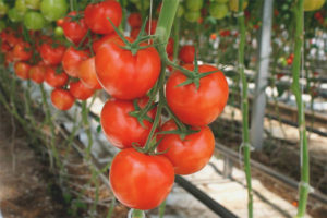 Tomato skutoční priatelia