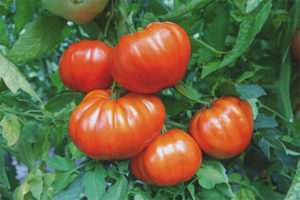 Tomatleder F1