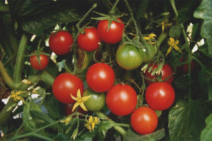 Tomato Winter Cherry