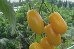 Tomatgull øst