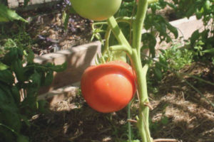 Thé à la tomate Rose