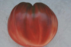 Pomodoro Cuore Nero Breda