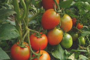 Casella di controllo del pomodoro