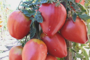 Pomodoro Freken Bock