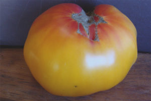 Tomato Virginia Candy