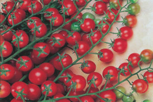 Tomato Red bunch