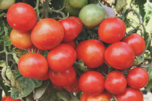 Tomato Glacier