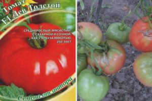 Tomate Leo Tolstoi