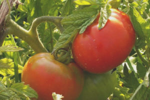 Tomato Love Earth