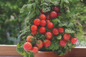 Tomate Lukoshko a la finestra