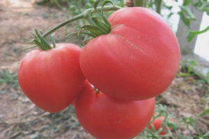 Tomate Lionheart