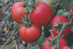 Tomato Raspberry Rhapsody