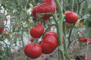 Tomato mom's love